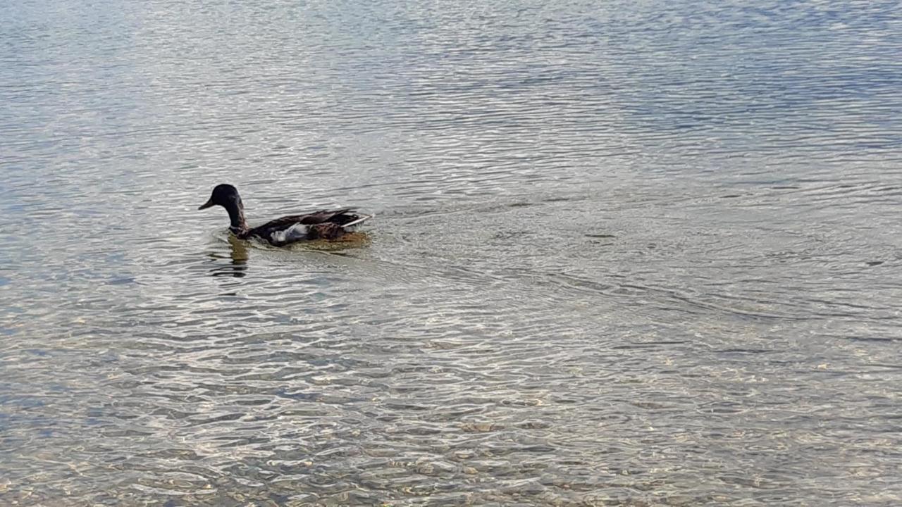 Wildente Am See Майсхофен Экстерьер фото